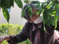 桃収穫
