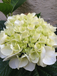 紫陽花