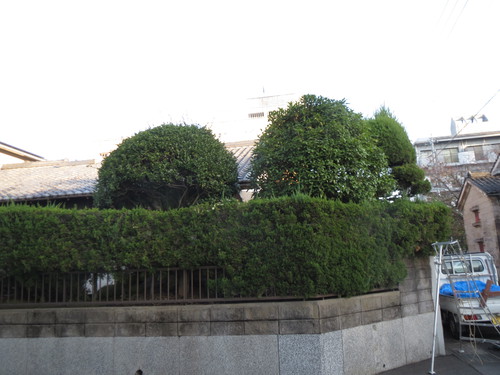 鹿児島市内で庭木剪定作業