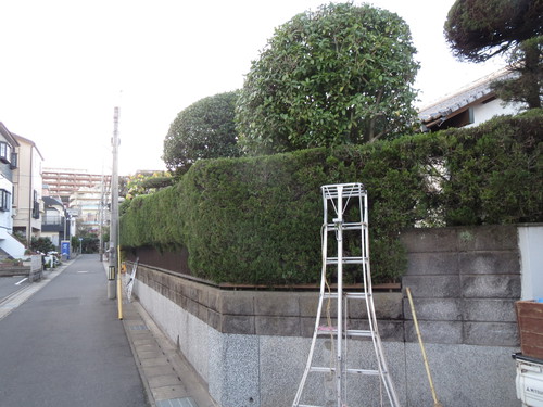 鹿児島市内で庭木剪定作業