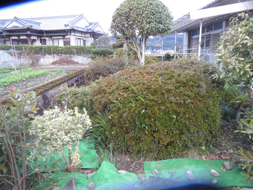 霧島市内で庭の草刈り・剪定作業