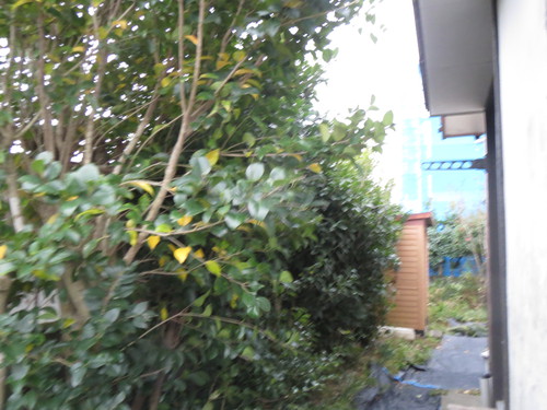 鹿児島市内で庭の剪定及び保全作業