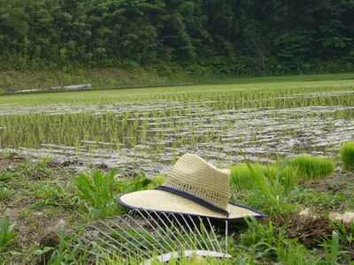 田植え