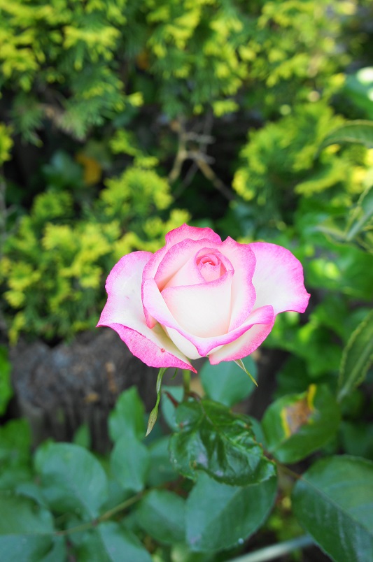一年で一番華やぐ時