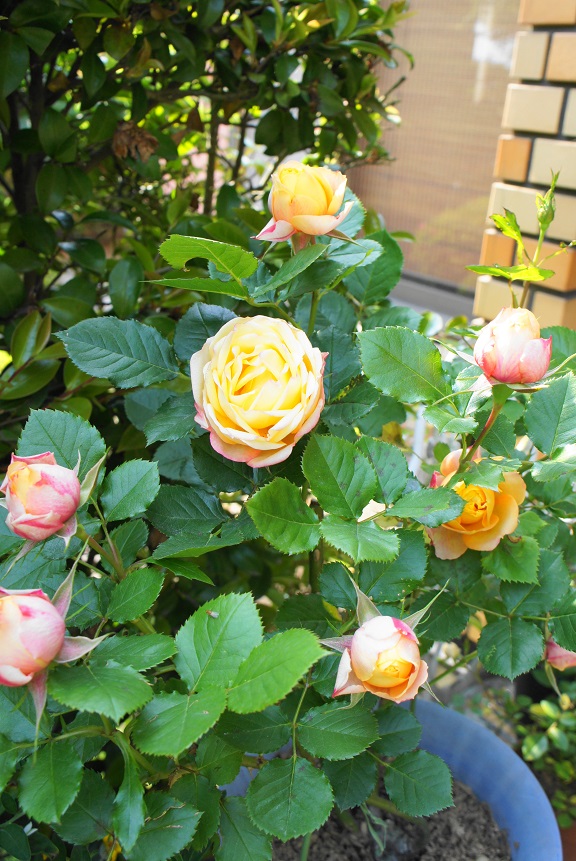 一年で一番華やぐ時
