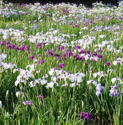 みごとな花菖蒲