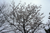 明日ありと　思う心の仇桜