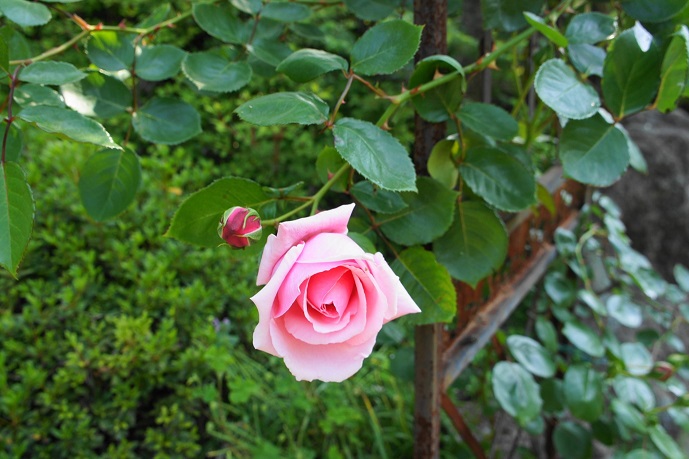 一年で一番華やぐ時