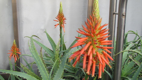 １２月の花