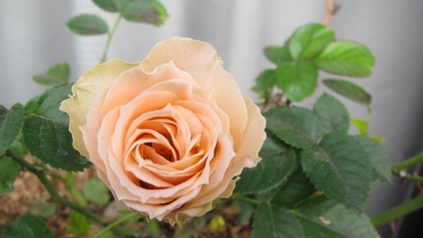１２月の花