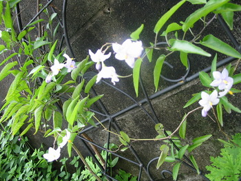 今日から7月