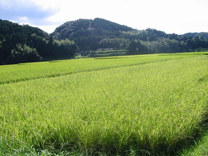 秋へのプロローグ 【稲穂の国】