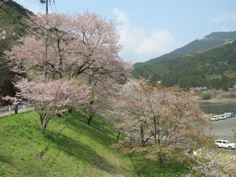 市房ダムの桜