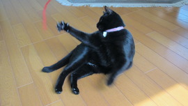 「クー嬢」
