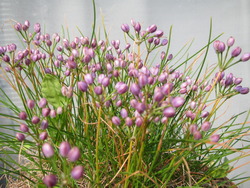 季節の花