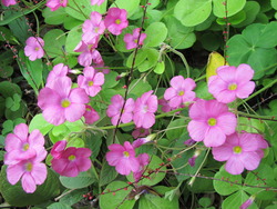 季節の花