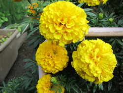 季節の花