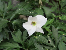 季節の花
