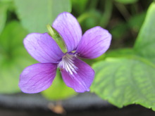 季節の花