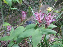 季節の花