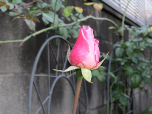 野菜たち