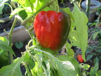 野菜たち