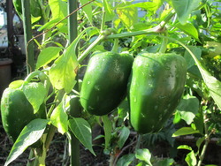 野菜たち