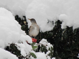 大雪のおおつごもり