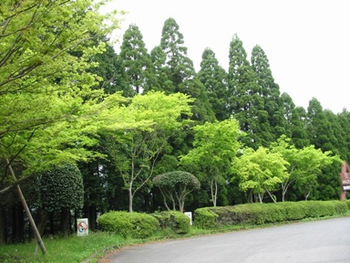 新緑のシャワー