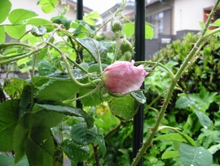 桜時から薔薇時に
