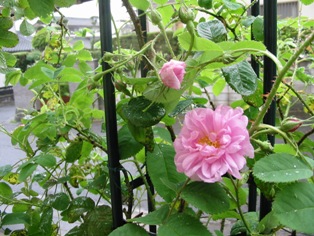 桜時から薔薇時に
