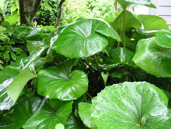 雨・雨・・雨・・・・・