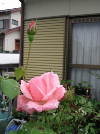 待望の雨が