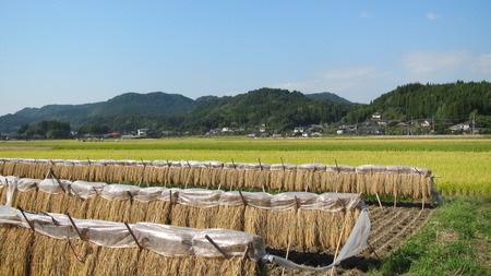 収穫
