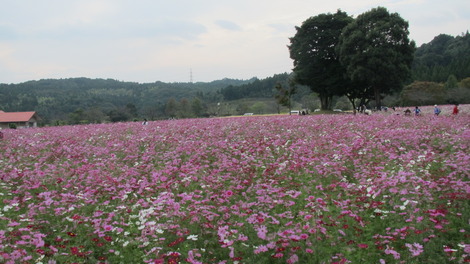 秋桜