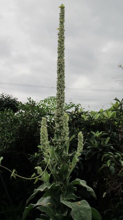 中休み?