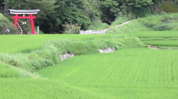 お盆の恒例