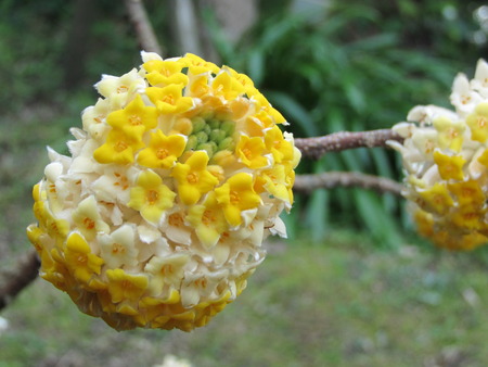 鹿児島に託された桜