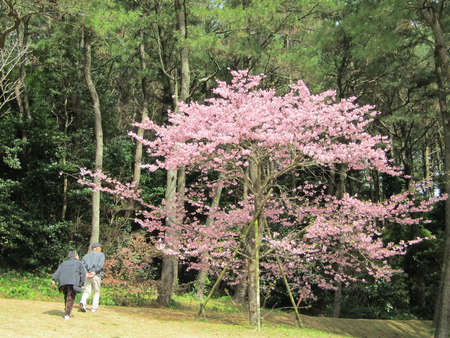 鹿児島に託された桜