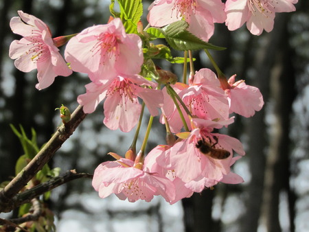鹿児島に託された桜