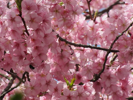 鹿児島に託された桜