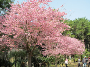鹿児島に託された桜