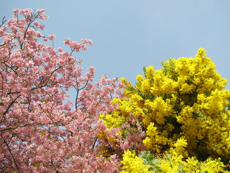 鹿児島に託された桜
