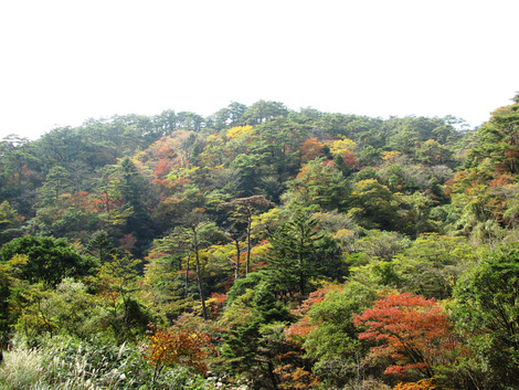 秋の霧島路