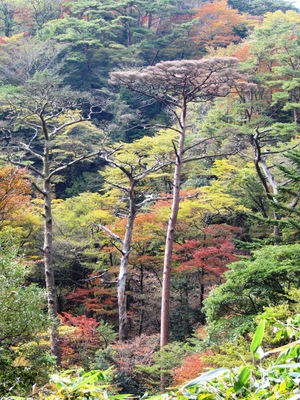 秋の霧島路