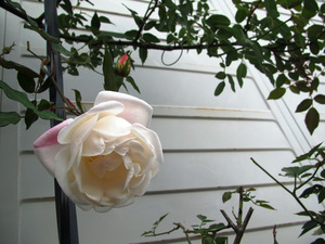 11月の花