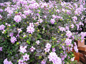 11月の花
