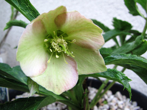 11月の花