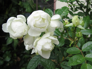 11月の花