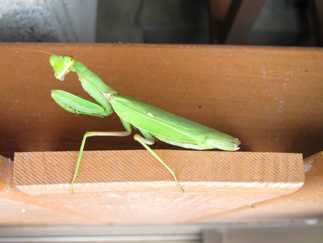 過ぎ行く秋
